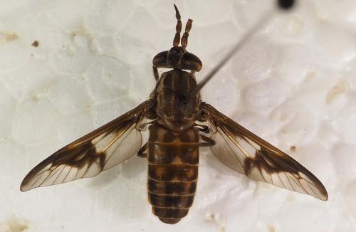 Réf. 276 781 : Chrysops tristis